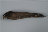 藏品(大冠鷲)的圖片